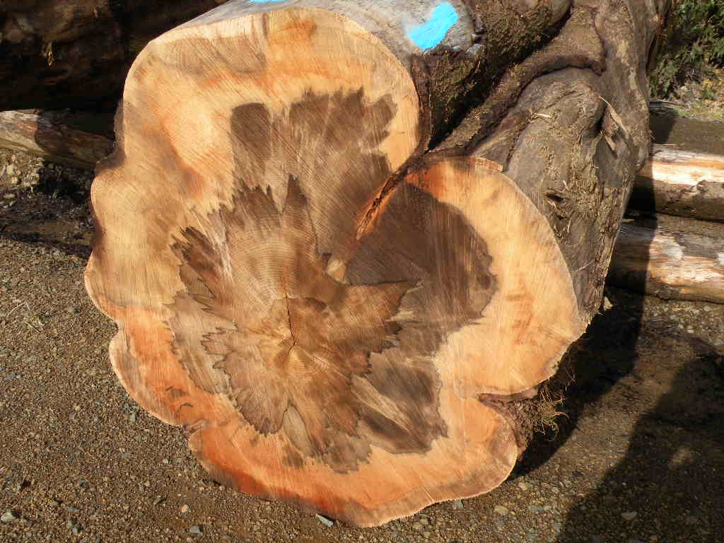 Sassafras Island Specialty Timbers